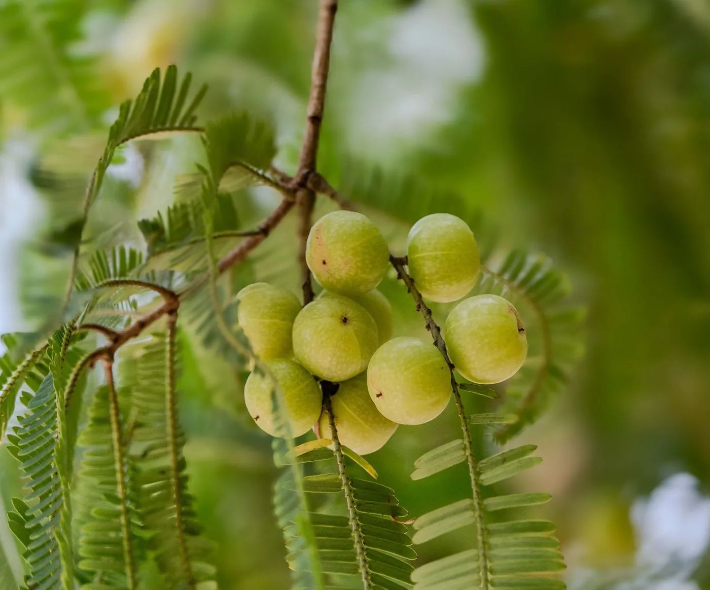Amla fruit on the branch