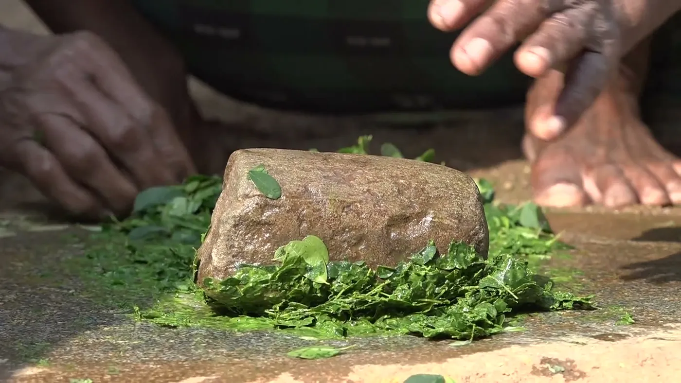 Weathered hands grinding fresh herbs on a stone